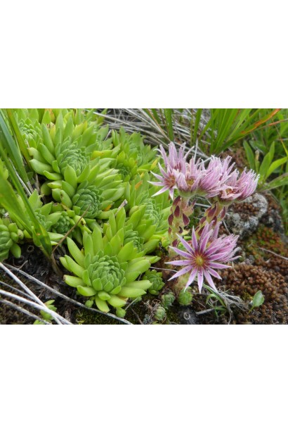 Молодило гірське | Sempervivum montanum | Молодило горное